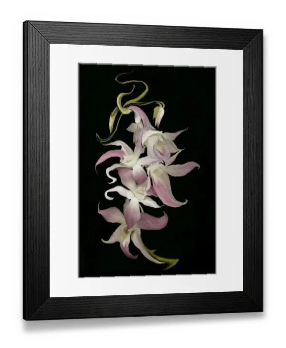 Framed Print : Abstract orchid artwork, digitally manipulated