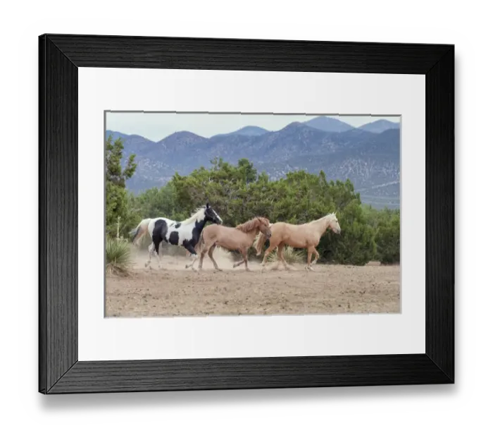 Framed Print : Horsing around