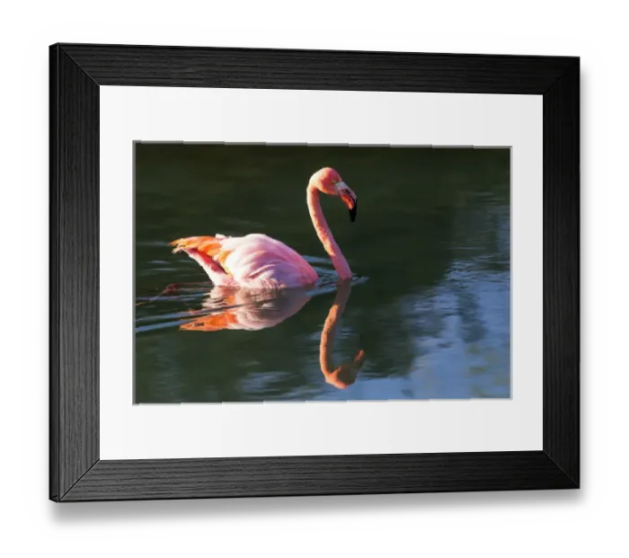 Framed Print : South America, Ecuador, Galapagos Islands, Isabela, Punta Moreno, greater flamingo Framed Print : South America, Ecuador, Galapagos Islands, Isabela, Punta Moreno, greater flamingo