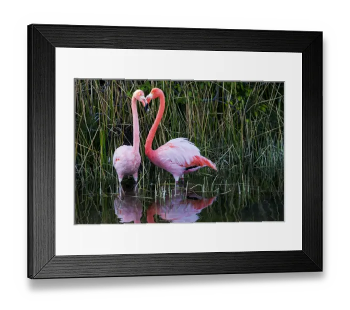 Framed Print : South America, Ecuador, Galapagos Islands, Isabela, Punta Moreno, greater flamingo Framed Print : South America, Ecuador, Galapagos Islands, Isabela, Punta Moreno, greater flamingo