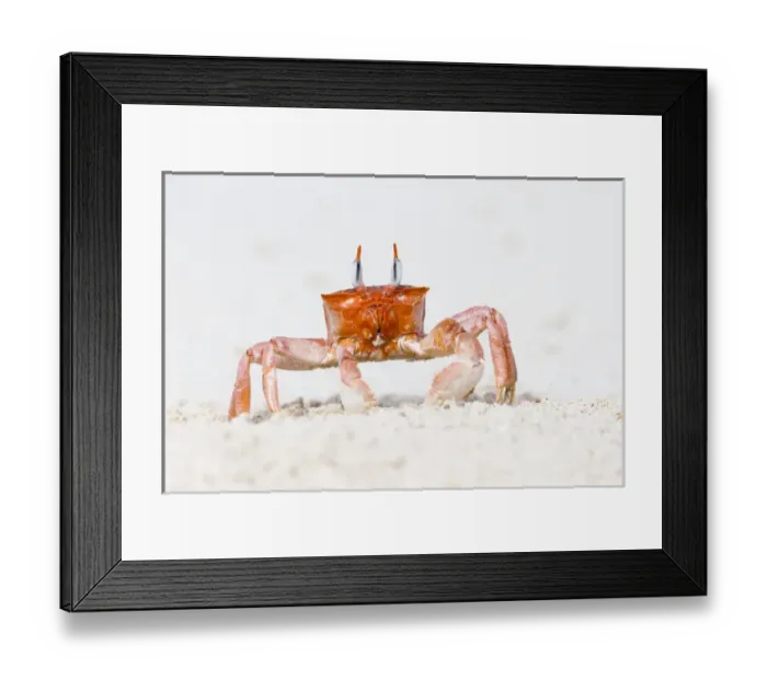 Framed Print : South America, Ecuador, Galapagos Islands, San Cristobal, Cerro Brujo, ghost crab Framed Print : South America, Ecuador, Galapagos Islands, San Cristobal, Cerro Brujo, ghost crab