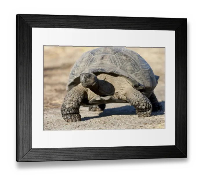 Framed Print : South America, Ecuador, Galapagos Islands, Isabela, Urvina Bay, Galapagos giant tortoise