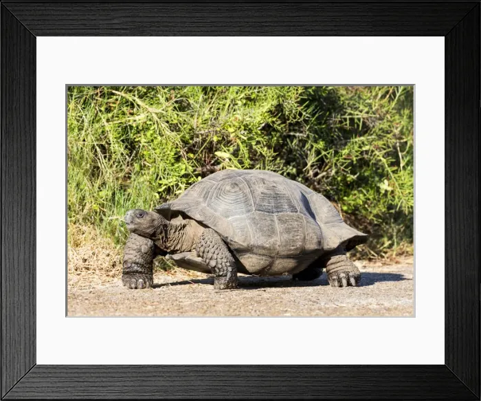 Framed Print : South America, Ecuador, Galapagos Islands, Isabela, Urvina Bay, Galapagos giant tortoise