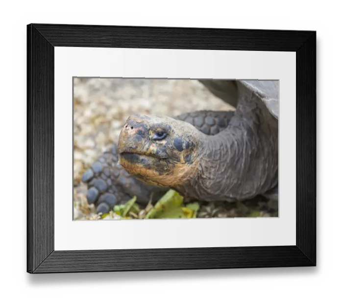 Framed Print : South America, Ecuador, Galapagos Islands, Santa Cruz, Peurto Ayora, Charles Darwain