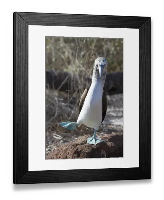 Framed Print : South America, Ecuador, Galapagos Islands, North Seymour Island, blue-footed booby