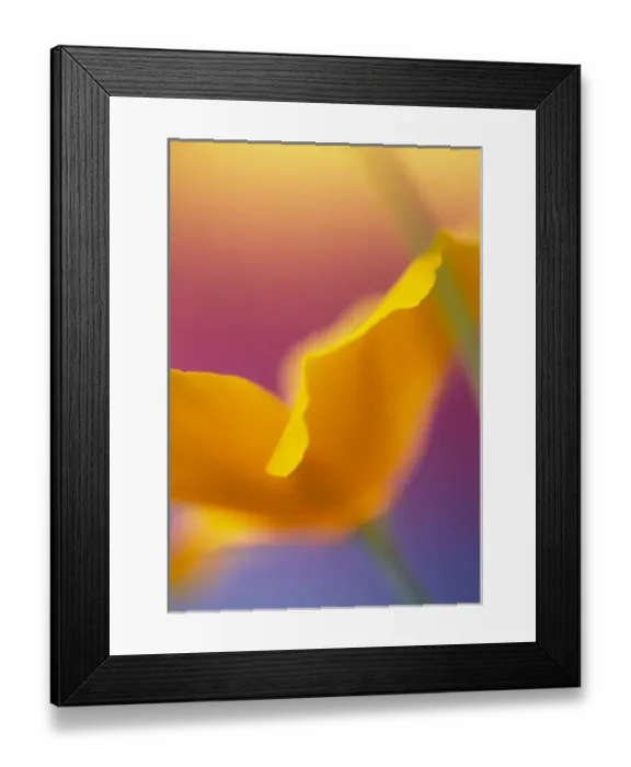 Framed Print : Abstract close-up of poppy flower. Credit as: Steve Satushek / Jaynes Gallery / DanitaDelimont Framed Print : Abstract close-up of poppy flower. Credit as: Steve Satushek / Jaynes Gallery / DanitaDelimont