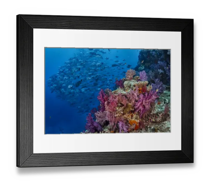 Framed Print : Fiji. Reefscape with coral and black snapper fish