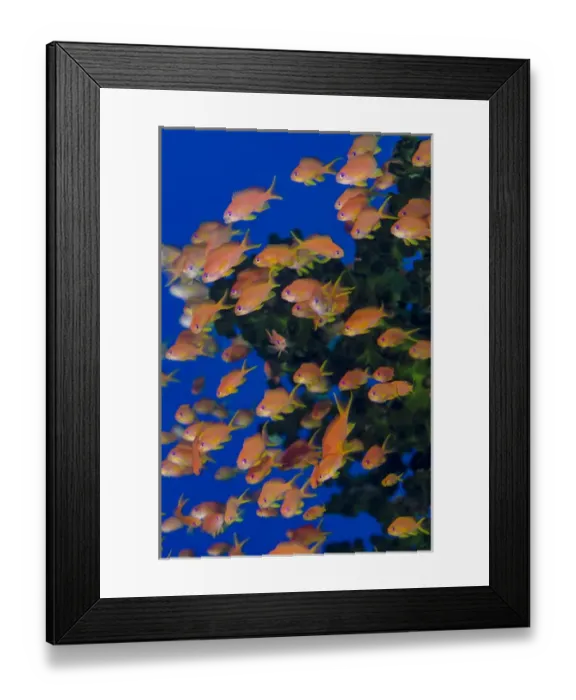 Framed Print : Fiji. Schooling scalefin anthia fish. Credit as: Jones & Shimlock / Jaynes Gallery / DanitaDelimont Framed Print : Fiji. Schooling scalefin anthia fish. Credit as: Jones & Shimlock / Jaynes Gallery / DanitaDelimont