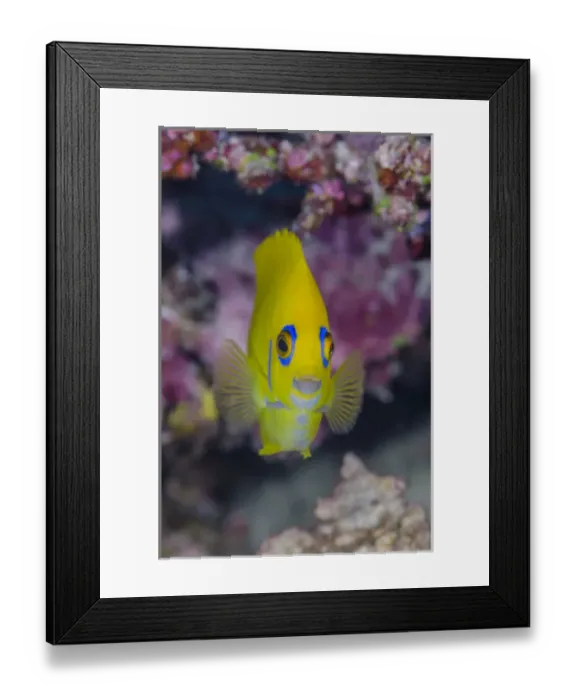 Framed Print : Fiji. Close-up of lemonpeel angelfish. Credit as: Jones & Shimlock / Jaynes Gallery Framed Print : Fiji. Close-up of lemonpeel angelfish. Credit as: Jones & Shimlock / Jaynes Gallery