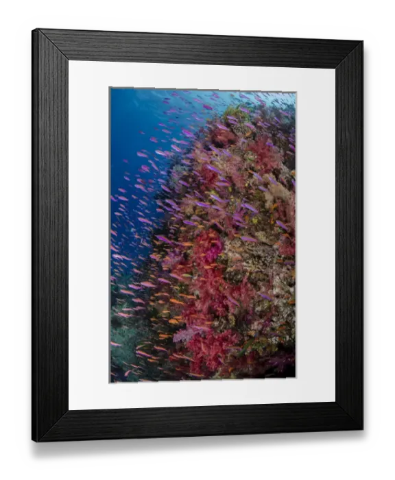 Framed Print : Fiji. Reefscape with coral and anthias. Credit as: Jones & Shimlock / Jaynes Gallery Framed Print : Fiji. Reefscape with coral and anthias. Credit as: Jones & Shimlock / Jaynes Gallery