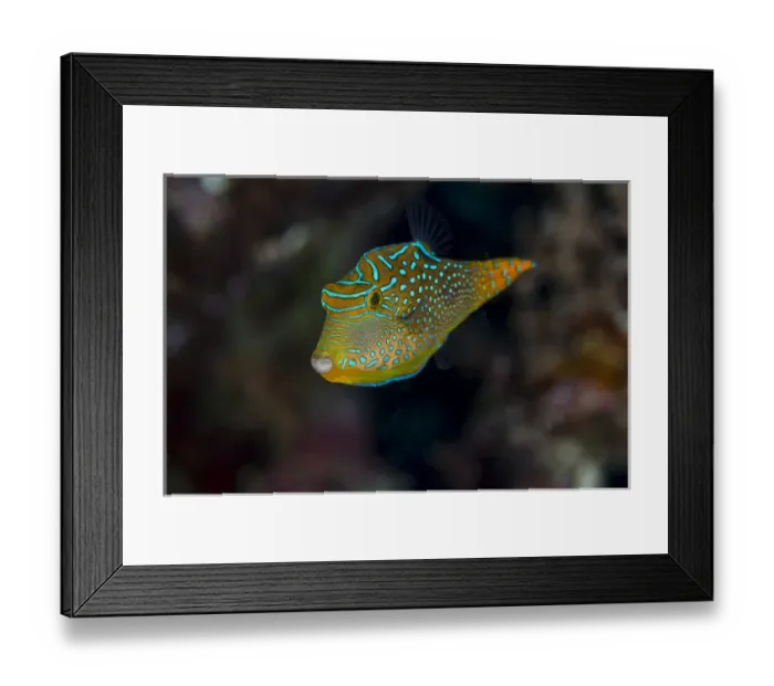 Framed Print : Fiji. Close-up of Papua toby fish. Credit as: Jones & Shimlock / Jaynes Gallery / DanitaDelimont Framed Print : Fiji. Close-up of Papua toby fish. Credit as: Jones & Shimlock / Jaynes Gallery / DanitaDelimont