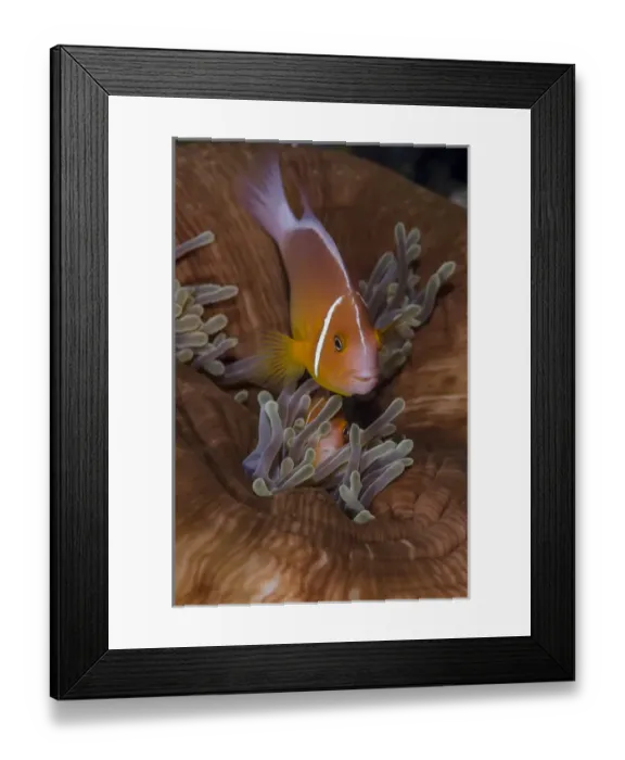 Framed Print : Fiji. Clownfish hiding among sea anemones