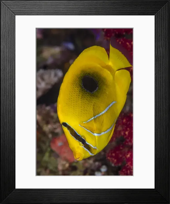 Framed Print : Fiji. Close-up of eclipse butterflyfish. Credit as: Jones & Shimlock  /  Jaynes Gallery