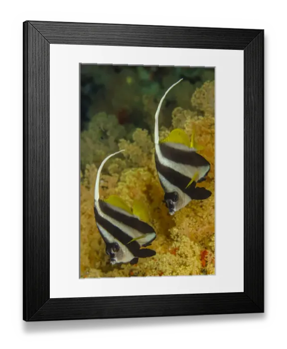 Framed Print : Fiji. Close-up of butterflyfish. Credit as: Jones & Shimlock / Jaynes Gallery / DanitaDelimont Framed Print : Fiji. Close-up of butterflyfish. Credit as: Jones & Shimlock / Jaynes Gallery / DanitaDelimont