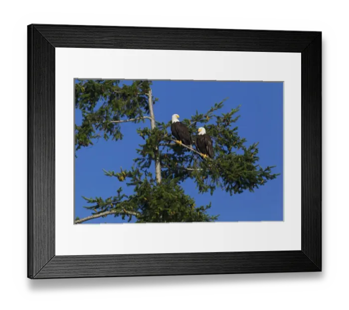 Framed Print : Bald Eagle Pair Resting Framed Print : Bald Eagle Pair Resting