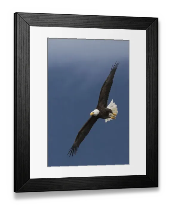 Framed Print : Bald Eagle Flight Framed Print : Bald Eagle Flight