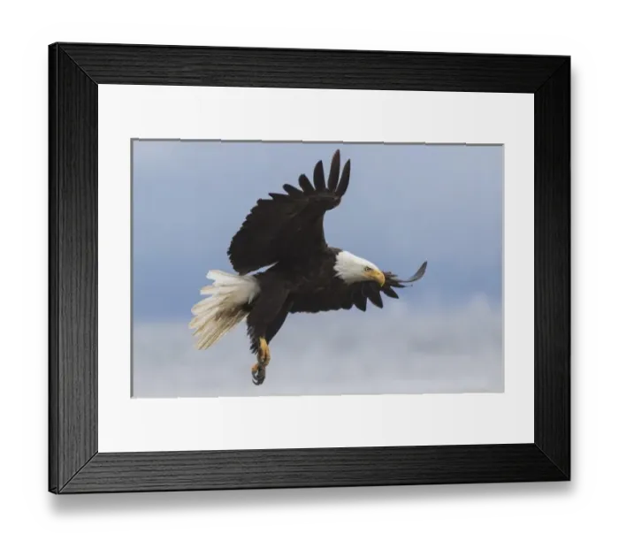 Framed Print : Bald Eagle Alighting Framed Print : Bald Eagle Alighting