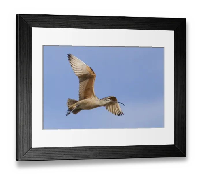 Framed Print : Long-billed Curlew Framed Print : Long-billed Curlew