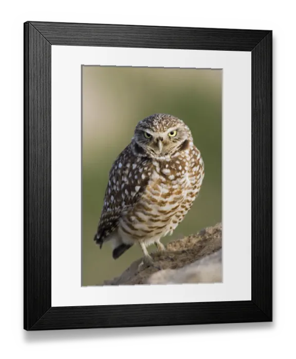 Framed Print : Burrowing Owl