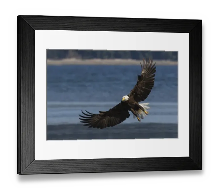 Framed Print : Bald Eagle, Preparing to strike Framed Print : Bald Eagle, Preparing to strike