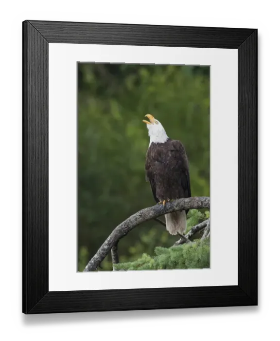 Framed Print : Bald Eagle Calling Framed Print : Bald Eagle Calling