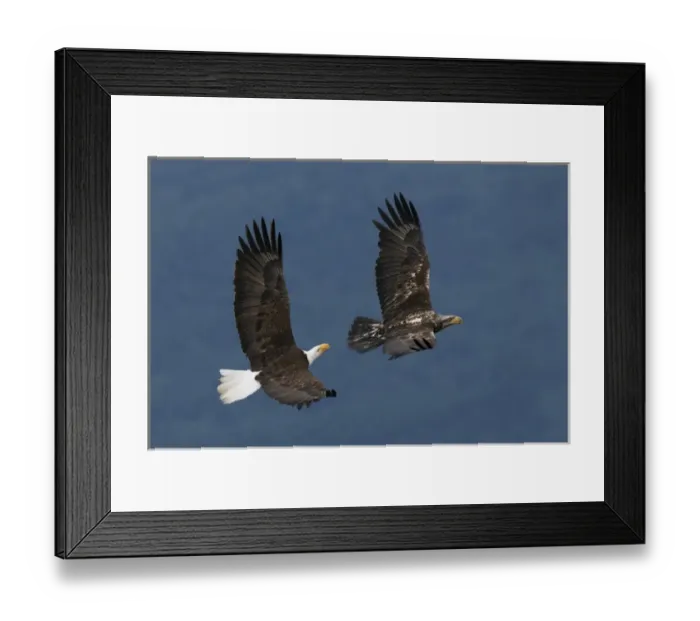 Framed Print : Bald Eagle Flight Framed Print : Bald Eagle Flight