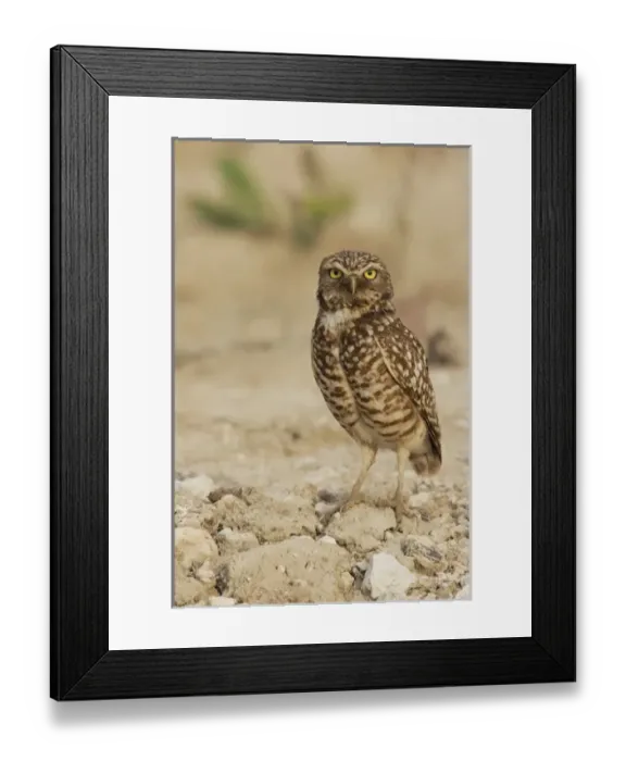 Framed Print : Burrowing Owl Framed Print : Burrowing Owl