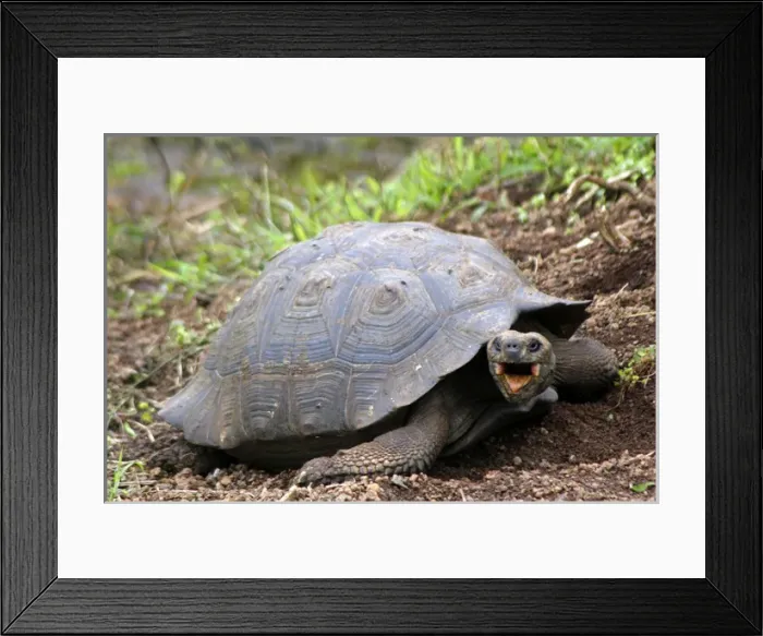 Framed Print : South America, Ecuador, Galapagos, Santa Cruz Island. Galapagos Tortoise with mouth open