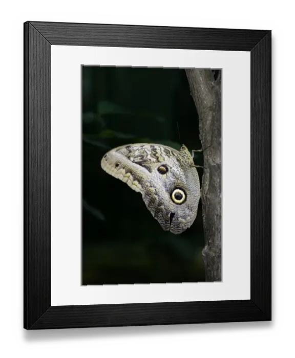 Framed Print : Ecuador, Orellana, Napo River. Owl butterfly (Caligo idomeneus) at the La Selva Jungle Framed Print : Ecuador, Orellana, Napo River. Owl butterfly (Caligo idomeneus) at the La Selva Jungle