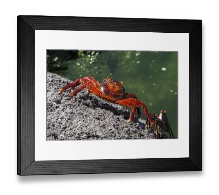 Framed Print : Sally Lightfoot Crabs, Grapsus grapsus, Galapagos Islands, Ecuador, South America Framed Print : Sally Lightfoot Crabs, Grapsus grapsus, Galapagos Islands, Ecuador, South America