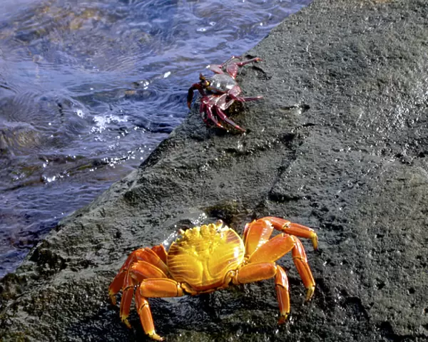 Sally Lightfoot Crabs, Grapsus grapsus, Galapagos Islands, Ecuador, South America