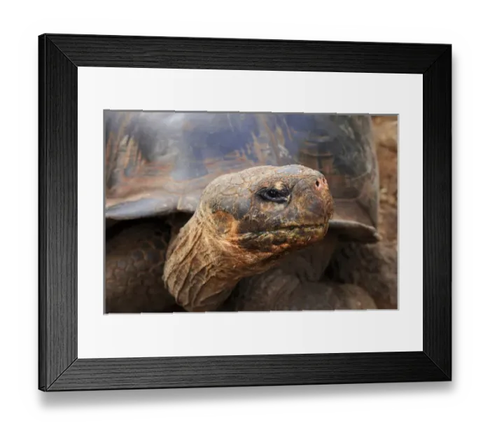 Framed Print : Close up of a Galapagos Tortoise, Giant Tortoise, Geochelone nigra, Galapagos Islands