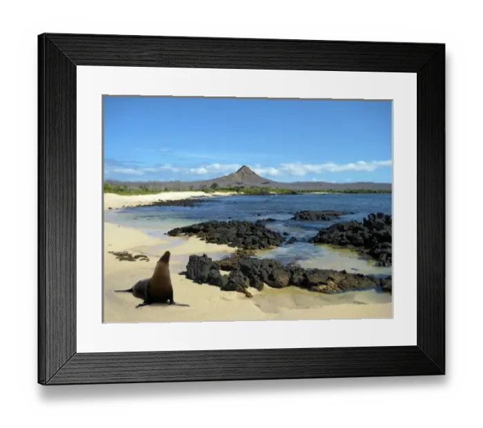 Framed Print : A sea lion (Eumetopias Jubatus) poses on the beach in the Galapgos Islands of Ecuador Framed Print : A sea lion (Eumetopias Jubatus) poses on the beach in the Galapgos Islands of Ecuador