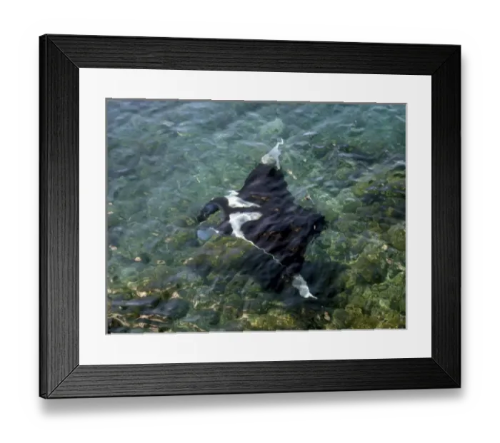 Framed Print : Manta Ray (Manta birostris) with two Remora (Remora remora) off of the Galapagos Islands Framed Print : Manta Ray (Manta birostris) with two Remora (Remora remora) off of the Galapagos Islands