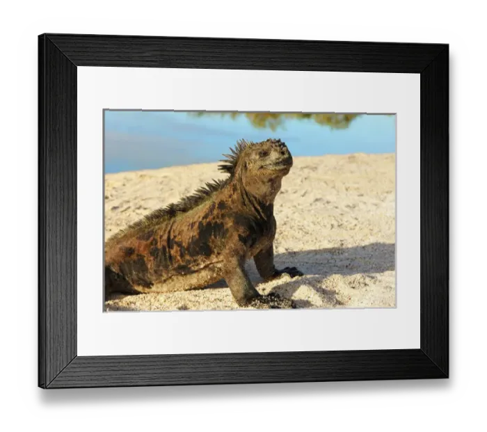 Framed Print : Close-up of a Marine Iguana, Galapagos Islands, Ecuador (Amblyrhynchus cristatus)