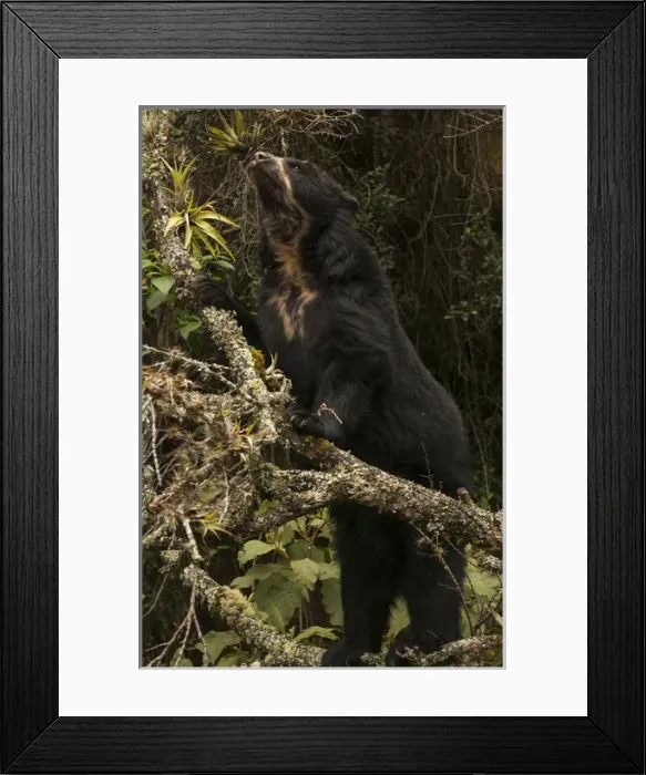 Framed Print : Spectacled or Andean Bear (Tremarctos ornatus) Cloud Forest and Paramo Habitat, Andes