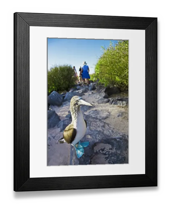 Framed Print : South America, Ecuador, Galapagos Islands, a blue-footed boobie (Sula nebouxi) with