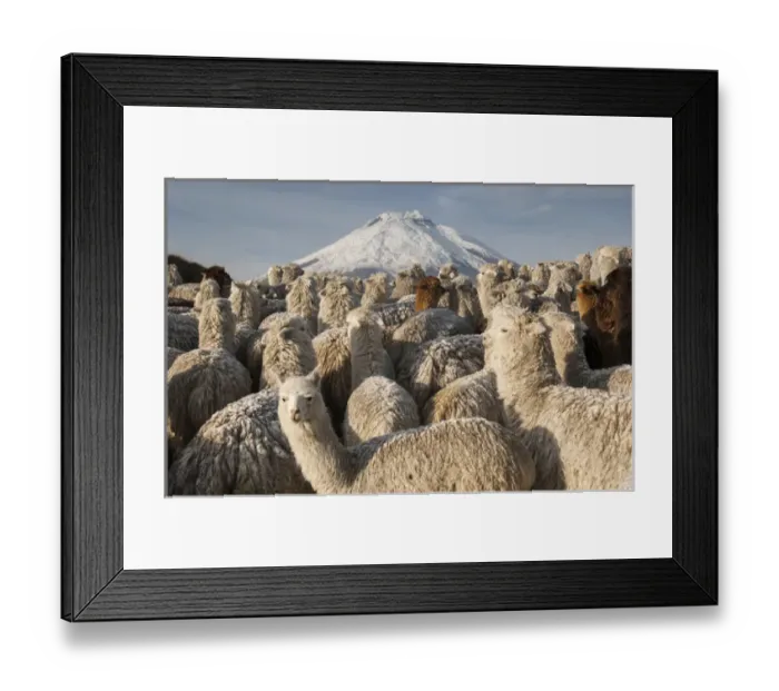 Framed Print : Cotopaxi Volcano (5897 meters) & Alpacas (Lama pacos) Highest active volcano in the world