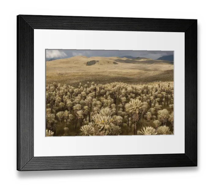 Framed Print : Frailejones, Espeletia pycnophylla (Tall plants) Espeletia sp Framed Print : Frailejones, Espeletia pycnophylla (Tall plants) Espeletia sp