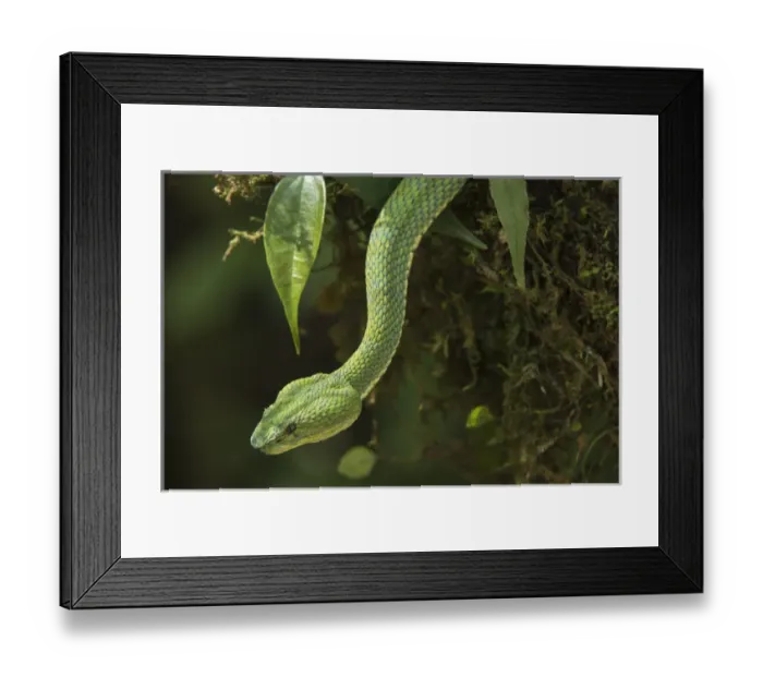 Framed Print : Eyelash Viper (Bothriechis schlegelii) Coastal ECUADOR. Vivarium ID # 3212. Captive Framed Print : Eyelash Viper (Bothriechis schlegelii) Coastal ECUADOR. Vivarium ID # 3212. Captive