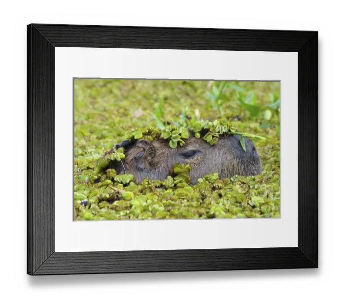 Framed Print : Capybara (Hydrochoerus hydrochaeris), Corrientes, Argentina Framed Print : Capybara (Hydrochoerus hydrochaeris), Corrientes, Argentina