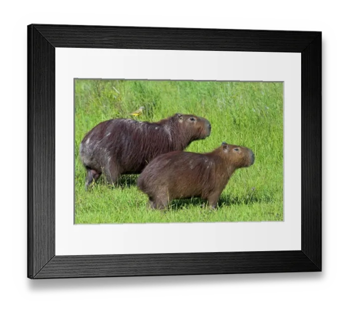 Framed Print : Capybara (Hydrochoerus hydrochaeris), Corrientes, Argentina Framed Print : Capybara (Hydrochoerus hydrochaeris), Corrientes, Argentina