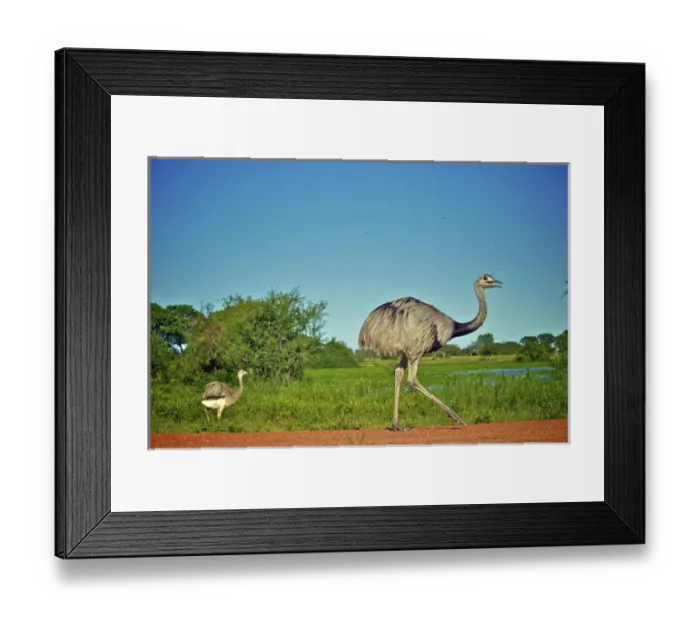 Framed Print : Greater Rhea, Rhea americana, Corrientes, Argentina Framed Print : Greater Rhea, Rhea americana, Corrientes, Argentina
