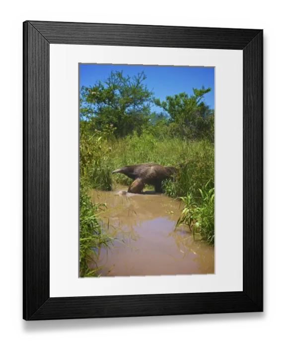 Framed Print : Giant Anteater, Myrmecophaga tridactyla, Corrientes, Argentina. Is the largest species of anteater Framed Print : Giant Anteater, Myrmecophaga tridactyla, Corrientes, Argentina. Is the largest species of anteater