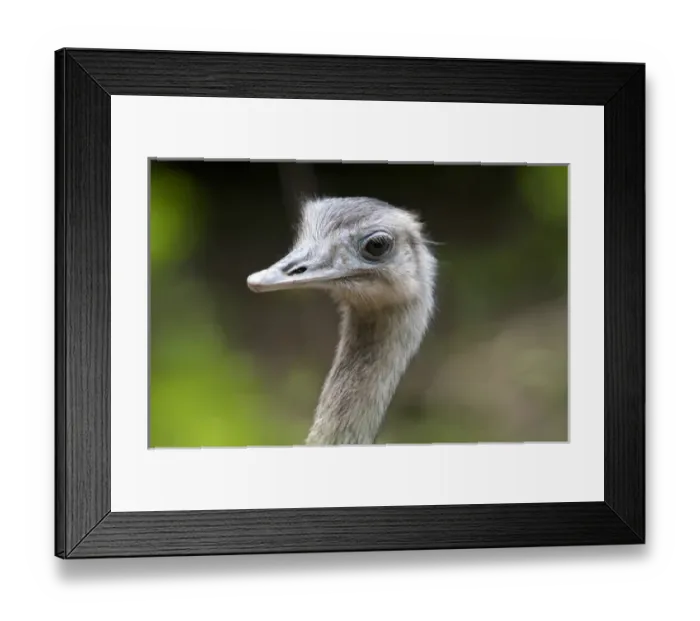 Framed Print : Greater Rhea, Rhea americana, Corrientes, Argentina Framed Print : Greater Rhea, Rhea americana, Corrientes, Argentina