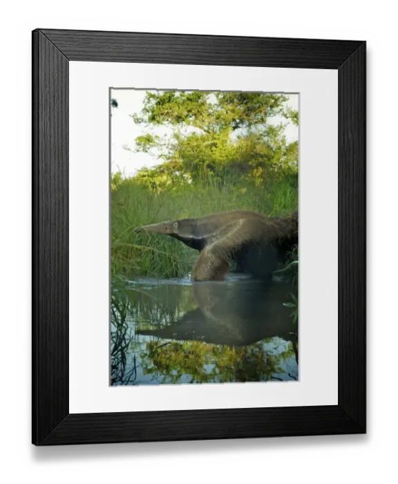 Framed Print : Giant Anteater, Myrmecophaga tridactyla, Corrientes, Argentina. Is the largest species of anteater Framed Print : Giant Anteater, Myrmecophaga tridactyla, Corrientes, Argentina. Is the largest species of anteater