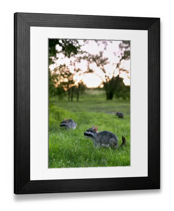 Framed Print : Plains Viscacha or plains vizcacha (Lagostomus maximus), Corrientes, Argentina Framed Print : Plains Viscacha or plains vizcacha (Lagostomus maximus), Corrientes, Argentina