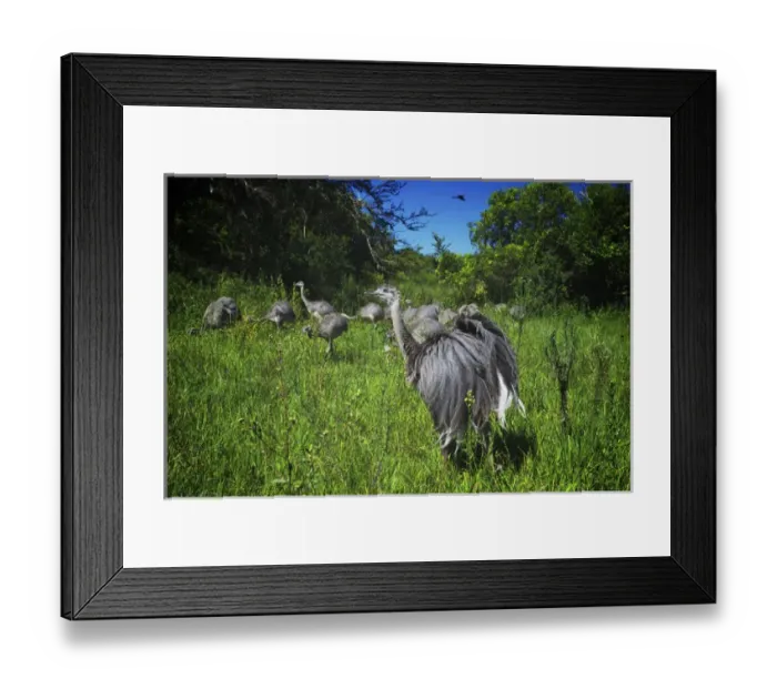 Framed Print : Greater Rhea, Rhea americana, Corrientes, Argentina Framed Print : Greater Rhea, Rhea americana, Corrientes, Argentina