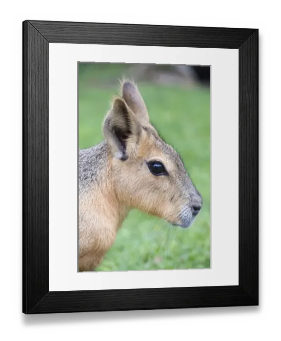 Framed Print : Patagonian Mara, Dolichotis patagonum, Argentina Framed Print : Patagonian Mara, Dolichotis patagonum, Argentina