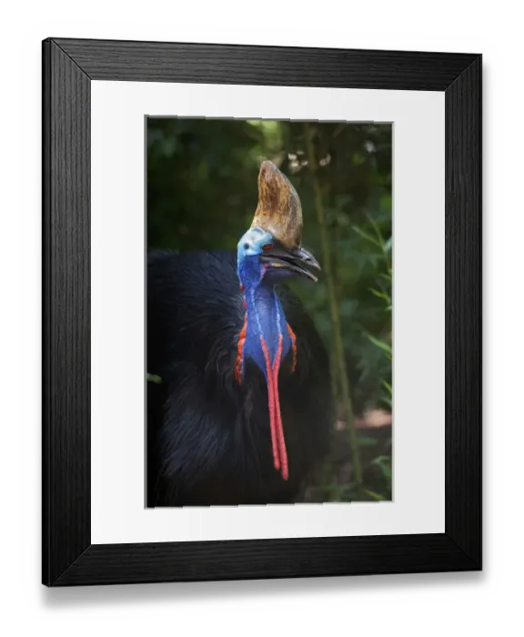 Framed Print : Southern Cassowary, Casuarius casuarius, also known as Double-wattled Cassowary Framed Print : Southern Cassowary, Casuarius casuarius, also known as Double-wattled Cassowary